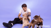 liam payne dog GIF by Republic Records