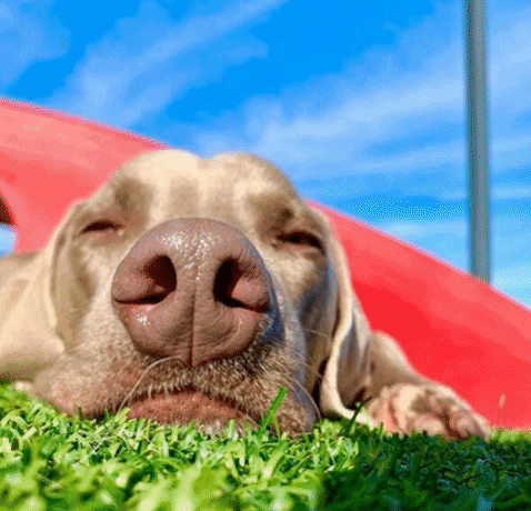 Summerdays Petparadise GIF by Superfit Foods