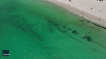 Australian Beach Closed After 8-Foot Shark Spotted Close to Shore