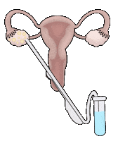 Uterus Fertility Sticker