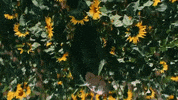 Flowers Spinning GIF by Easy Life