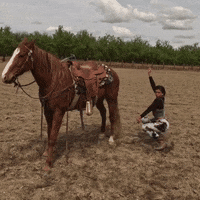 dezmineann dance black silly horse GIF