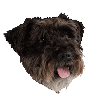 dog puppy Sticker by Roundhouse