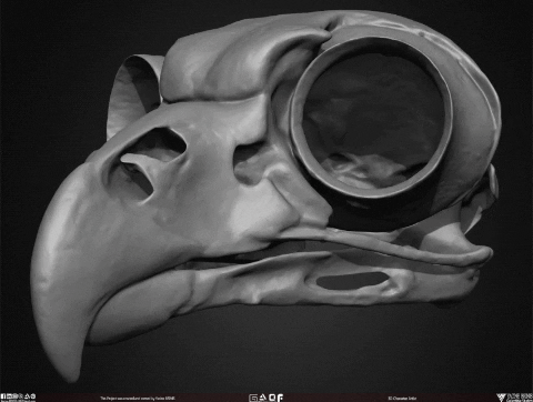Skeleton Goat GIF
