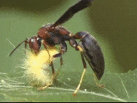 wasp larvae GIF