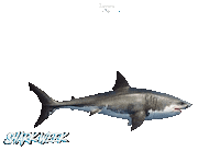 Jersey Shore Sticker by Sam Lepore