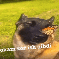 Uzb GIF