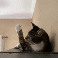 Interested Cat GIF