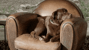 Dog GIF by Un si grand soleil