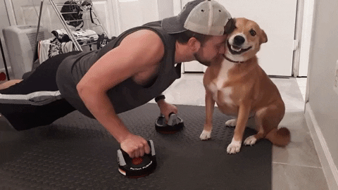 cuteanimalland giphyupload GIF