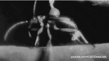 GIF by KQEDScience