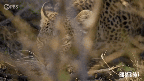 Dont Mind Me Season 2 GIF by PBS