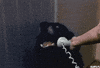 call me GIF