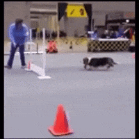 dog GIF by The Videobook