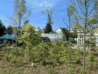 Miyawaki GIF by Groundwork USA