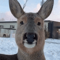 Japan Eating GIF