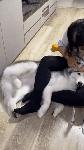 cuteanimalland giphyupload GIF