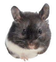 Hamster Ham Sticker