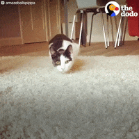 cat pencil GIF by The Dodo