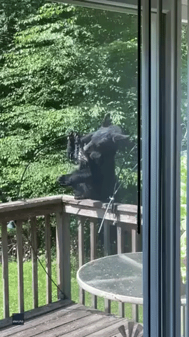 Bear Cub Explores Pennsylvania Resident’s Bird Feeders