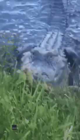 Florida Man Has Close Encounter With Alligator in Park