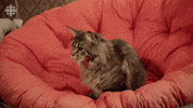 TallBoyz cat comedy kitty kitten GIF