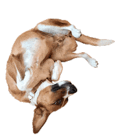sterngasse dog puppy agency chilling Sticker
