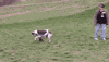 dog toy running GIF by Nebraska Humane Society 