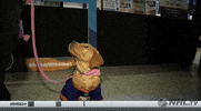 Ice Hockey Dog GIF by NHL