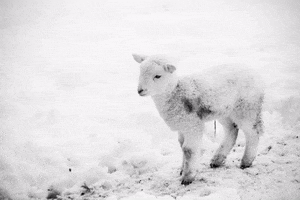 Kindness Lamb GIF by Mercy For Animals