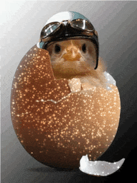 Chicken GIF by jOnNy'S wOrLd