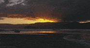 beach GIF