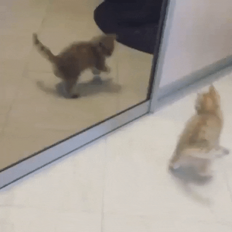 copycat GIF