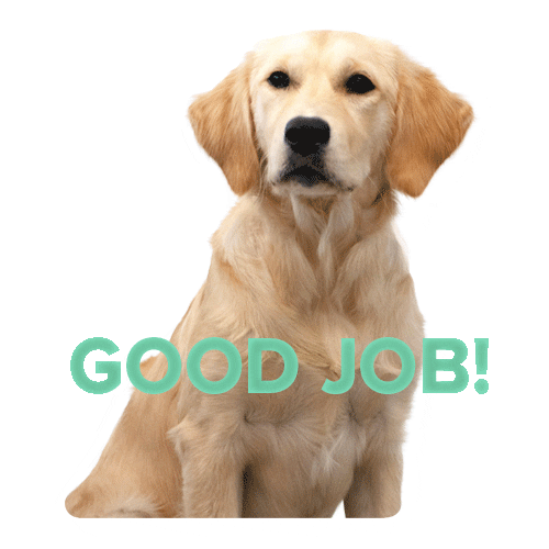 Gopublic giphyupload cute dog wink Sticker
