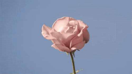 photography rose GIF