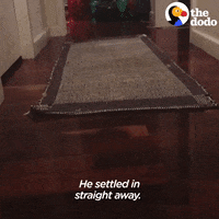Cat GIF by The Dodo