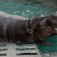 Pygmy Hippo Baby GIF by John Ball Zoo
