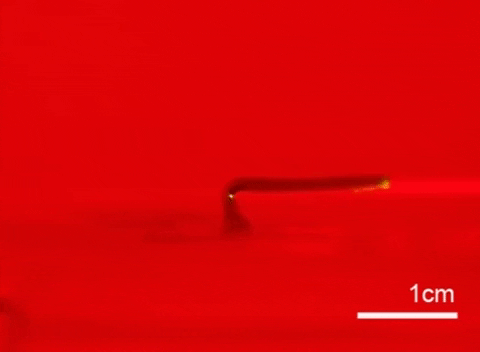 tulsimo giphygifmaker GIF