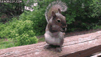 eating cheezburger just squirrel chilling GIF