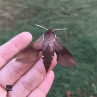 Hawk Moth Spreads Wings Before Making Dramatic Exit
