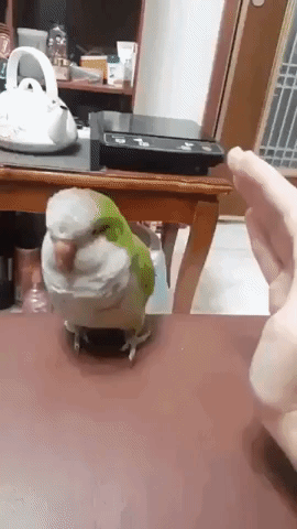 Video gif. A small pet bird, backs into a person's hand for pets and scratches for a few seconds. The person moves their hand back away from the bird and the bird walks into the hand for more, nuzzling up to it.