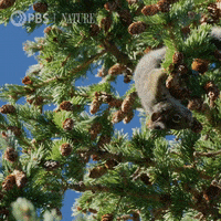 Throwing Pbs Nature GIF by Nature on PBS