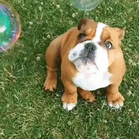 Cute English Bulldog is Delighted by Bubbles