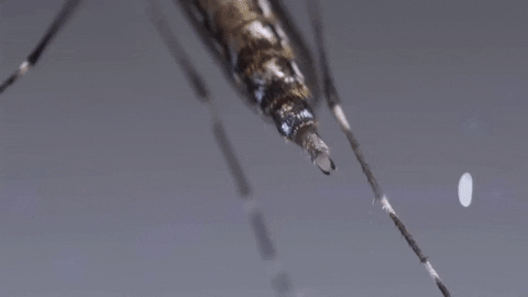 Eggs Mosquito GIF by PBS Digital Studios
