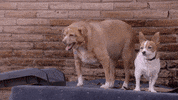 Fat Dog GIF by Animal Planet