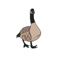 UNCCharlotte charlotte niners uncc unc charlotte Sticker