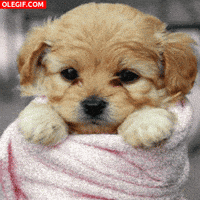 un GIF