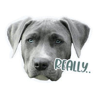 Best Friend Yes Sticker