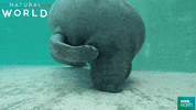 puerto rico scratch GIF by BBC Earth
