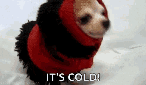 Video gif. Chihuahua's face peeks out of a red and black scarf that he is fully wrapped up in like a burrito. He lifts his head to look at us, giving two quick barks and looking a bit awkward without ears showing. Text, "It's cold!'